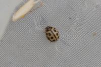 Tytthaspis sedecimpunctata