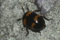 Diaperis boleti