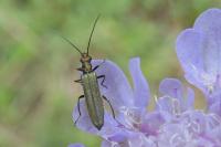 Oedemera