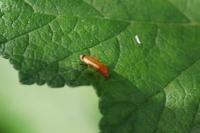 Rhagonycha fulva