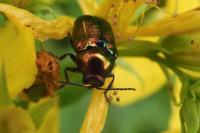 Cryptocephalus