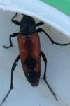 Stenurella bifasciata