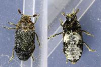 Dermestes undulatus