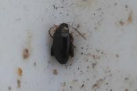 Psylliodes