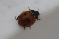 Coccinella septempunctata