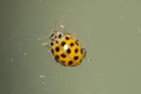 Psyllobora vigintiduopunctata