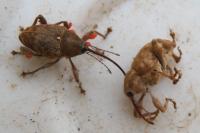 Curculio