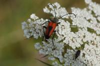 Stictoleptura cordigera