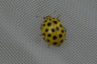 Psyllobora vigintiduopunctata