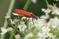 Lygistopterus sanguineus
