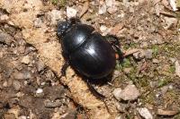 Anoplotrupes stercorosus