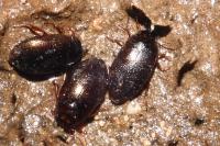 Hydroporus