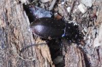 Carabus nemoralis