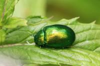 Chrysolina herbacea