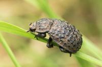 Trox perlatus