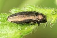 Coraebus elatus