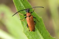 Stictoleptura rubra