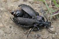 Carabus nemoralis