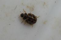 Tytthaspis sedecimpunctata