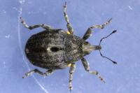 Stenocarus ruficornis