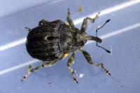 Stenocarus ruficornis