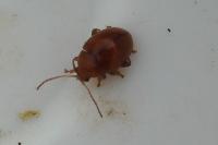 Sphaeroderma