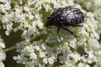 Oxythyrea funesta