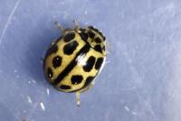 Tytthaspis sedecimpunctata