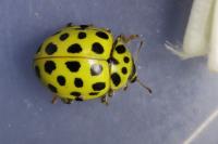 Psyllobora vigintiduopunctata