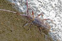 Monochamus galloprovincialis