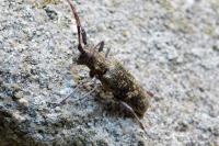 Monochamus galloprovincialis