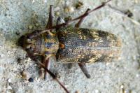 Monochamus galloprovincialis