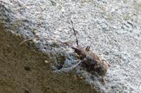 Monochamus galloprovincialis
