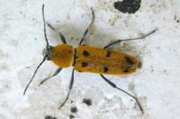 Chlorophorus glabromaculatus