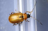 Lochmaea capreae