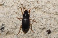 Pseudoophonus rufipes