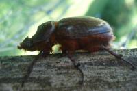 Oryctes nasicornis