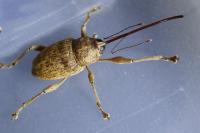 Curculio elephas