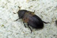 Dermestes lardarius