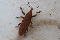 Lixus ochraceus