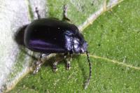 Agelastica alni
