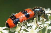Trichodes apiarius
