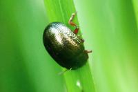 Chrysolina bankii