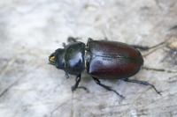 Lucanus cervus