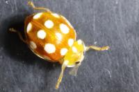 Vibidia duodecimguttata