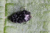 Trachys minutus