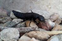 Ocypus olens
