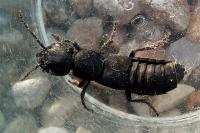 Ocypus olens