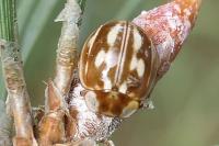 Myzia oblongoguttata
