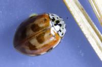 Harmonia quadripunctata